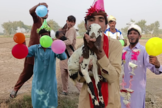 wish happy birthday video africa or happy birthday video