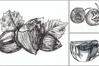 draw hand drawn ink line art illustrations