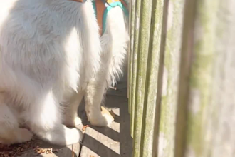 create pet ugc b roll and lifestyle videos for your brand