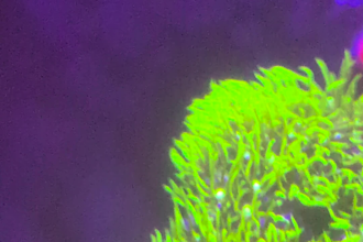 be your expert aquarium and reef consultant