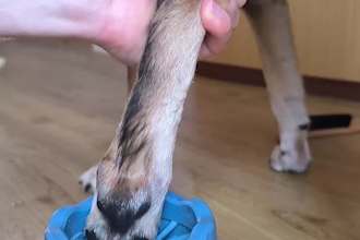 create engaging ugc with a dog