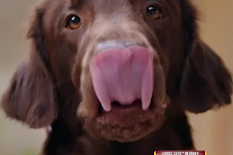 pet product ugc ads for pet food companies ugc ads