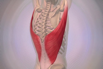 design physiotherapy exercise videos and images