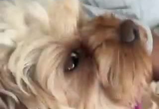film trusted pet product demos with a friendly
