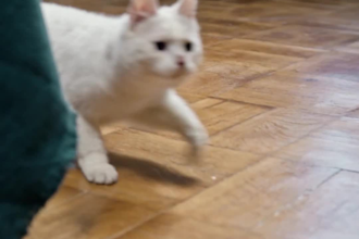 create pet product ai ugc dog and cat product video ads for tiktok and meta