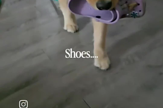create authentic pet ugc videos with my golden retriever