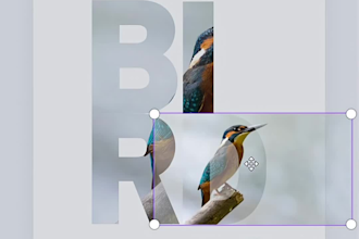 be your expert social media graphics and canva poster designer