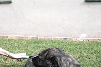 create dog product videos for pet brands
