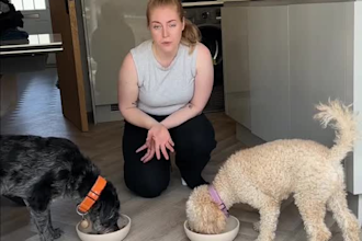 shoot authentic ugc pet product videos for tiktok, instagram reels and dog ads