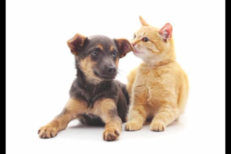 publish dog guest post backlinks with pet blog outreach