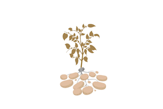 create crop growth stage vector illustrations for agriculture