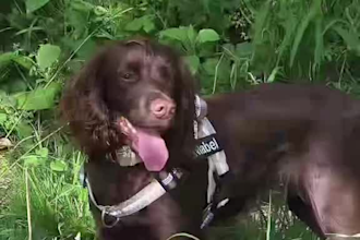 engaging pet ugc video with my dog