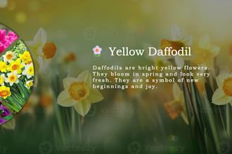 create colors of nature tulip rose daffodil lily
