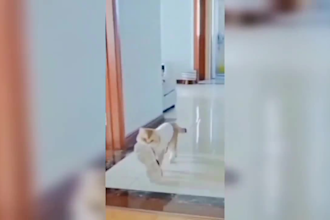 create funny animal compilation videos for youtube and fb