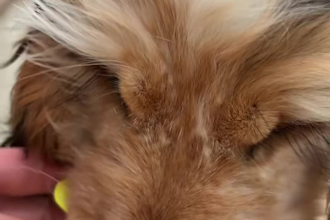 cats for tiktok and reelscreate authentic pet ugc videos with my dog and