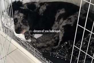 create dog ugc videos for your pet product or brand