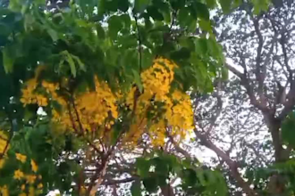 create 10 beautiful full HD nature videos for youtube