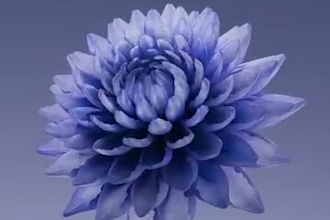 do 3d flower animation, flower blossom, plant design, plant animation, flower
