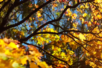 edit cinematic videos with color grading