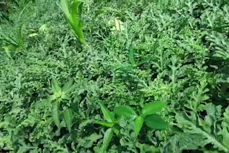 agribusiness expert watermelon farming and profit strategy