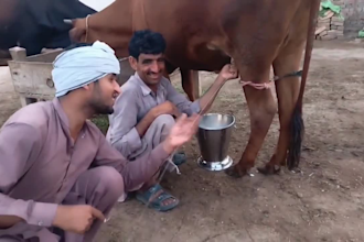 funny happy birthday video or happy birthday