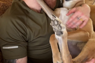 create a dog ugc video