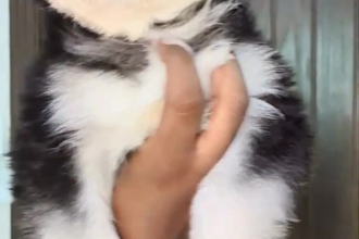 edit viral tiktok reels shorts and pet videos
