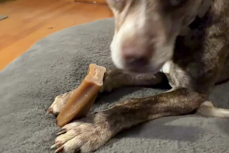 create engaging pet ugc videos as a spokesperson for your brand