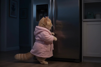 create ai realistic and animated cat story videos at a lower price for youtube
