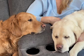 create authentic pet ugc videos with my dogs for your brand