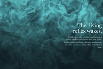 design and develop a web portfolio