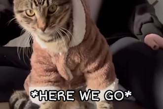 edit professional funny cat and animal compilation videos