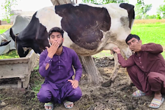 wish happy birthday video or happy birthday video