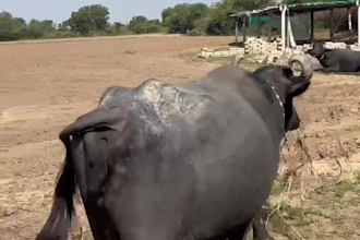 provide authentic indian village footage for your project