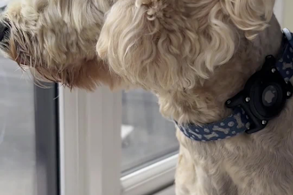 create ugc pet videos