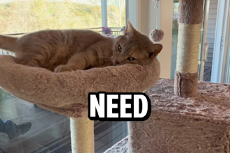 create a high quality pet ugc video ad for tiktok and instagram reels