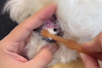 engaging oral care products unboxing pet dental care ugc videos that boost sales