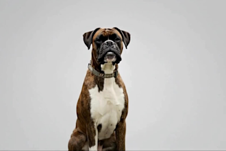 create ai video ads, seedance 2 5, higgsfield ai, ltx studio, proof of concept