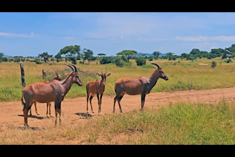 create a custom tanzania safari itinerary
