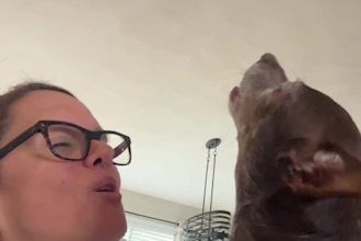 create authentic pet ugc videos or social media ads