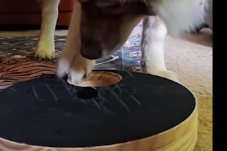 capture authentic multi dog household ugc with my six entertaining huskies