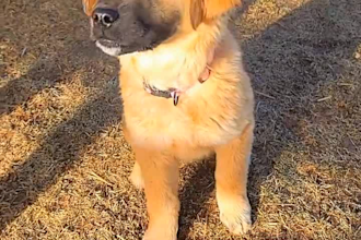 film pet and garden ugc with real home and outdoor scenes