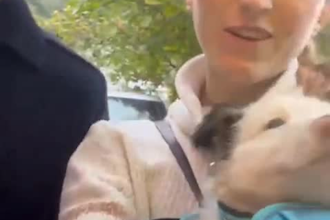 make italian ugc video for your dogs product