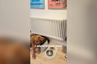 create dog and pet ugc videos for your brand