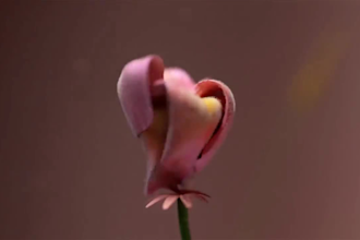 design high quality vfx flower animations, cgi 3d plant design, 3d flower render