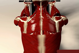 create 3d workout, muscle activation, and gym exercise animations