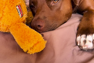 assist my two dogs or 70 lb tortoise in creating content