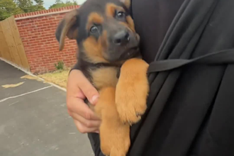 boost sales with scroll stopping pet ugc video ads
