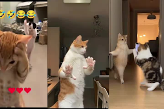 do viral youtube shorts videos for instagram reels, tiktok and shorts video ads