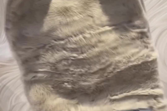 create content that makes pet brands unforgettable
